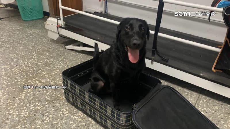 桃園搜救犬Emma，自己跳進行李箱想去土耳其救援，可愛模樣引發討論。（圖／翻攝Tyfd-K9桃園搜救犬隊）