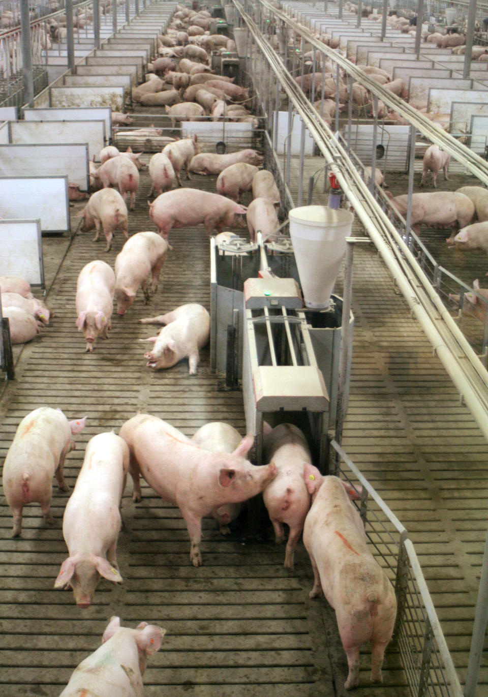 In this March 3, 2014 photo two sows push up against another entering an electronic feeding stall, center, at Fair Oaks Farms in Fair Oaks, Ind. The electronic feeding system is aimed at preventing bigger sows from hogging all the food and lets each sow eat in peace. It is one of the tools farmers are using as they move pregnant pigs out of small, individual gestation stalls and into group pens. (AP Photo/M.L.Johnson)