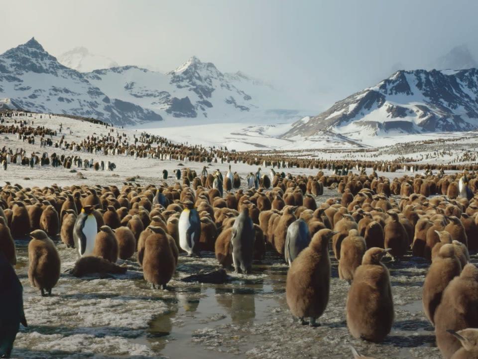 Emperor penguins leave their chicks to fend for themselves (BBC Studios)