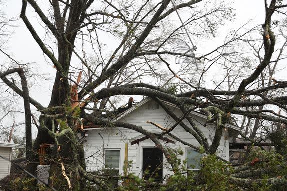 Trees on top of a home in Panama City, Florida.