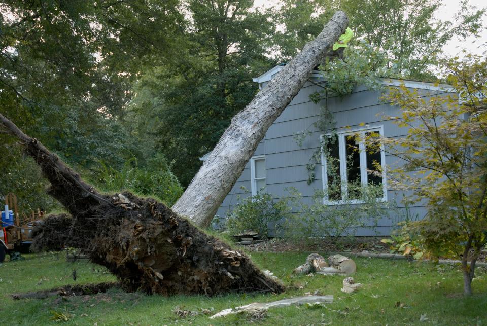 Trees can be uprooted by intense wind gusts, such as those seen in Rochester and across New York on Tuesday, Jan. 9, 2024. If a tree falls on your house in a windstorm, should you file an insurance claim? There are pros and cons.