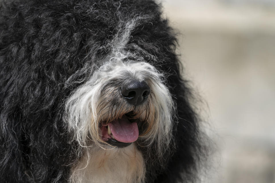 A barbet is presented for journalists during a news conference, Tuesday, June 8, 2021, in Tarrytown, N.Y., at the Lyndhurst Estate where the 145th Annual Westminster Kennel Club Dog Show will be held outdoors, (AP Photo/John Minchillo)