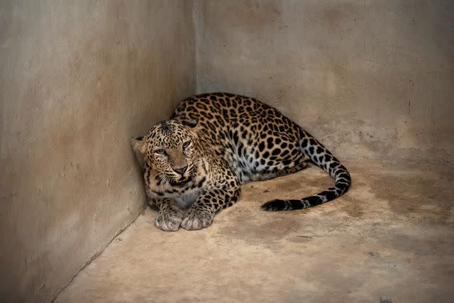 <p>WFFT/Amy Jones</p> Leopard rescued from tiger farm by the Wildlife Friends Foundation Thailand