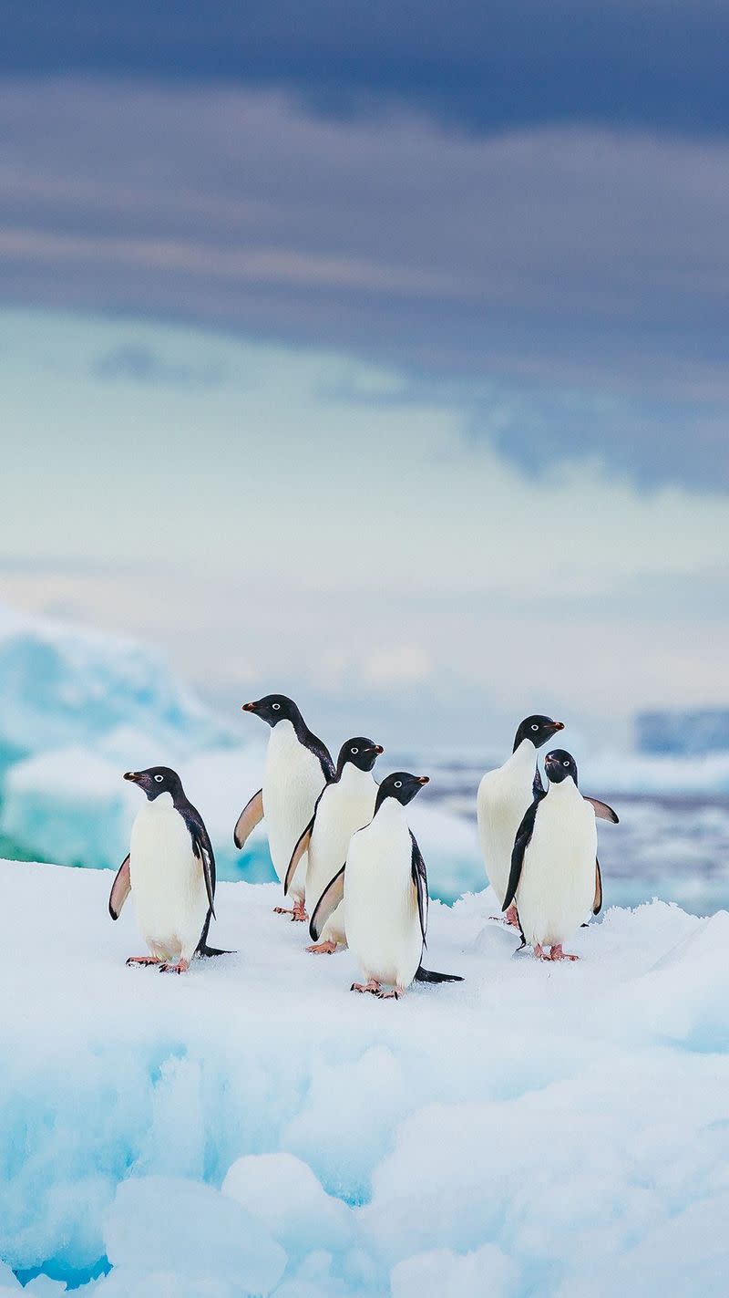 30 Fascinating Facts About Penguins That Prove Just How Majestic (And Adorable) They Are