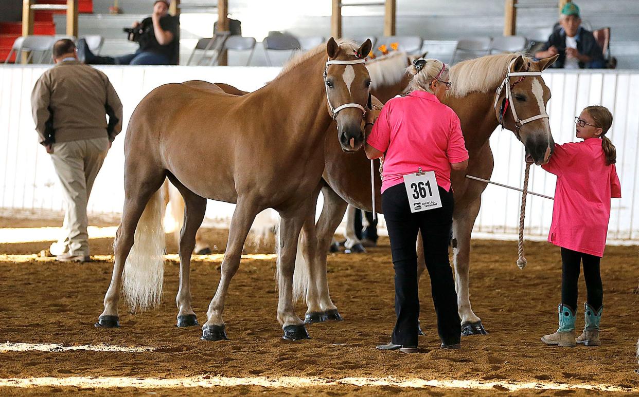 Exhibitors show in the draft horse and pony hitch show at the Ashland County Fair on Tuesday, Sept. 20, 2022. TOM E. PUSKAR/ASHLAND TIMES-GAZETTE
