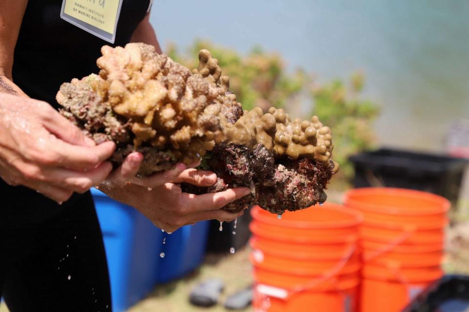 PHOTO: Kuleana Coral Reefs are working to further coral reef restoration in Hawaii. (Kuleana Coral Reefs)