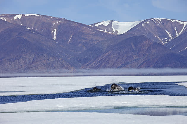 <b>Frozen Planet, BBC One, Wed, 9pm</b><br><b> Episode 2</b><br><br>Narwhals wait impatiently for the sea ice to break up in Arctic Canada. These “Unicorns of the North” are keen to reach the fertile fishing ground locked in the icy bays.