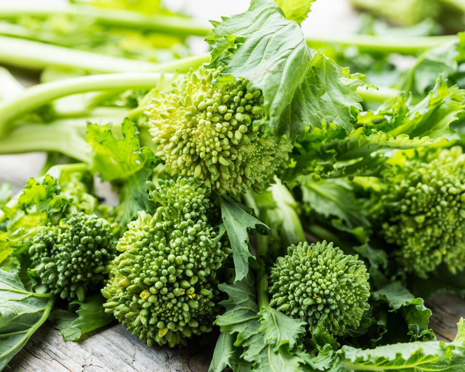 Cima di Rapa harvested