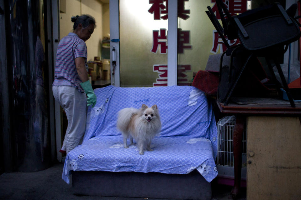 In this Sunday, July 8, 2012 photo, a pet dog stands on sofa while the owner enters a mahjong room in a hutong, an old alleyway, near the Houhai lake in Beijing, China. To see a side of Beijing other than glitzy shopping malls or imposing, Soviet-style government buildings, take an afternoon to explore the city's ancient narrow alleyways, known as hutongs. (AP Photo/Alexander F. Yuan)