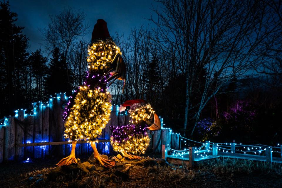 The MUN Botanical Garden is always a great place to head if you're looking for Christmas cheer.