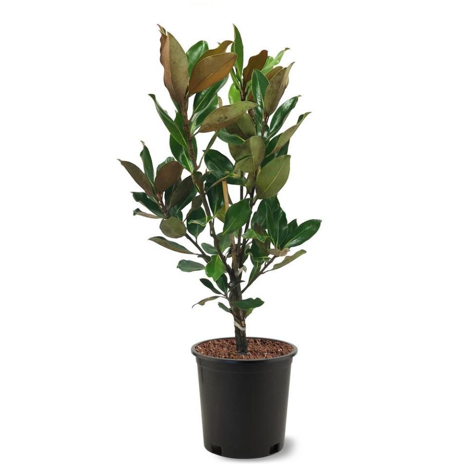 <p><a href="https://go.redirectingat.com?id=74968X1596630&url=https%3A%2F%2Fwww.homedepot.com%2Fp%2F3-Gal-Little-Gem-Southern-Magnolia-Tree-MAGLIT03G%2F313393694&sref=https%3A%2F%2Fwww.housebeautiful.com%2Flifestyle%2Fgardening%2Fg30319232%2Ffront-door-plants%2F" rel="nofollow noopener" target="_blank" data-ylk="slk:Shop Now;elm:context_link;itc:0;sec:content-canvas" class="link ">Shop Now</a></p><p>3 Gal. Little Gem Southern Magnolia Tree</p><p>Home Depot</p><p>$72.98</p>