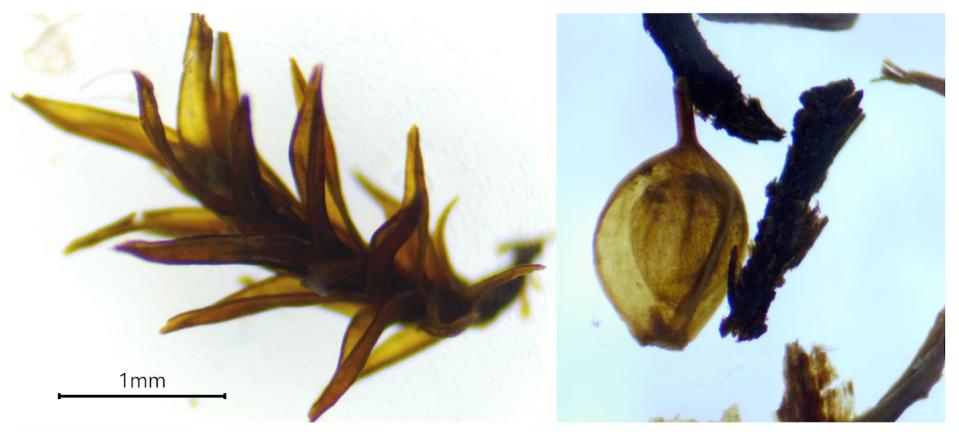 Two microscope images show small parts of plants.  One is a moss stalk and the other is a sedge seed.