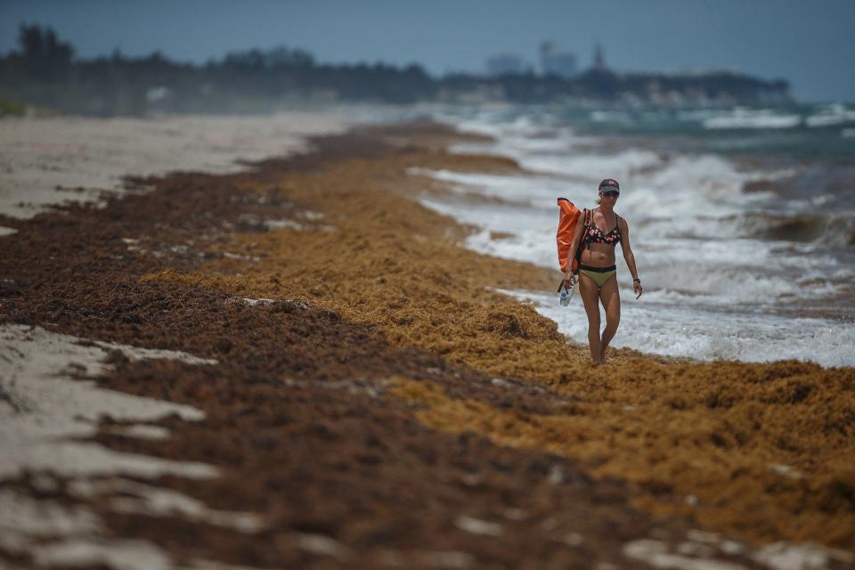 Tiffanie Radford, of Lantana, walks south through sargassum on the first day of summer near R. G. Kreusler Park in unincorporated Palm Beach County, on June 21, 2022.