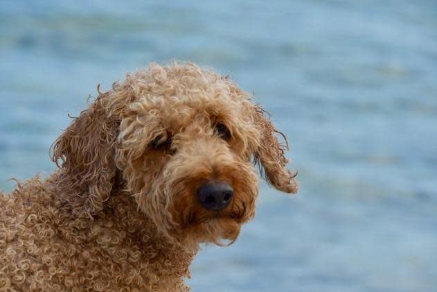 A doctor's beloved cockapoo, Bertie, has been missing for more than a month: Siobhan Dodds