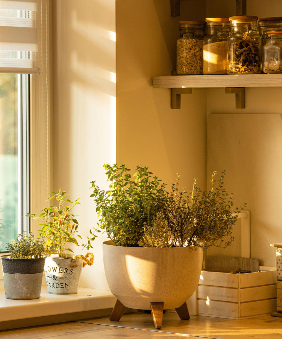 growing herbs in pots with thyme flourishing indoors