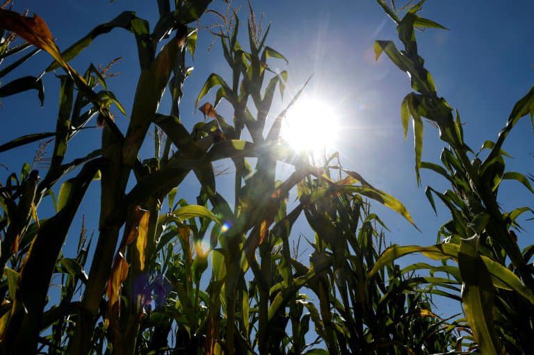 Les épisodes de sécheresse se multiplient  dans l'Hexagone, le gouvernement va accorder des aides supplementaires aux agriculteurs  - ERIC PIERMONT © 2019 AFP