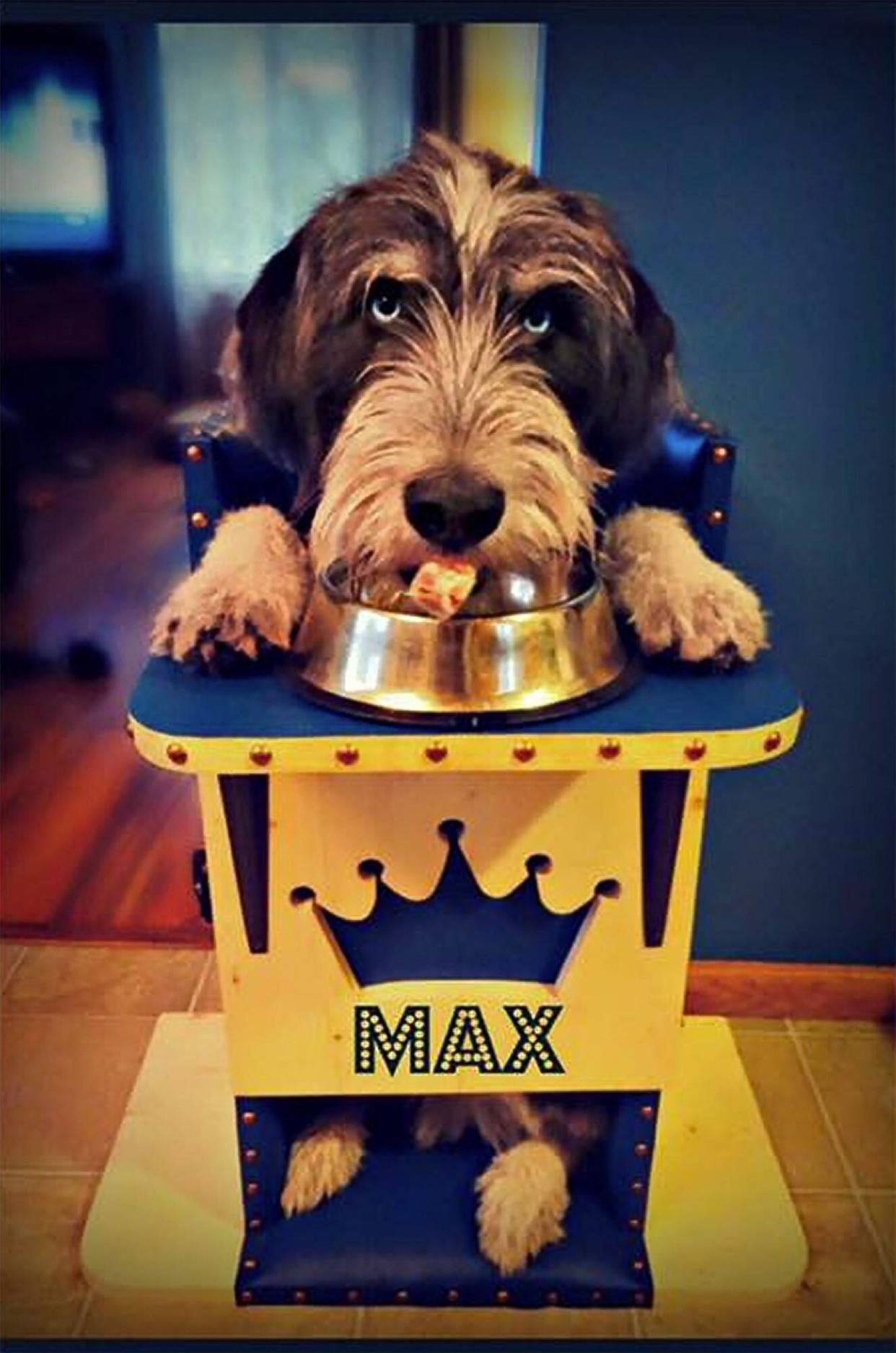 dog sitting in Bailey Chair that help dogs with megaesophagus have the ability to eat