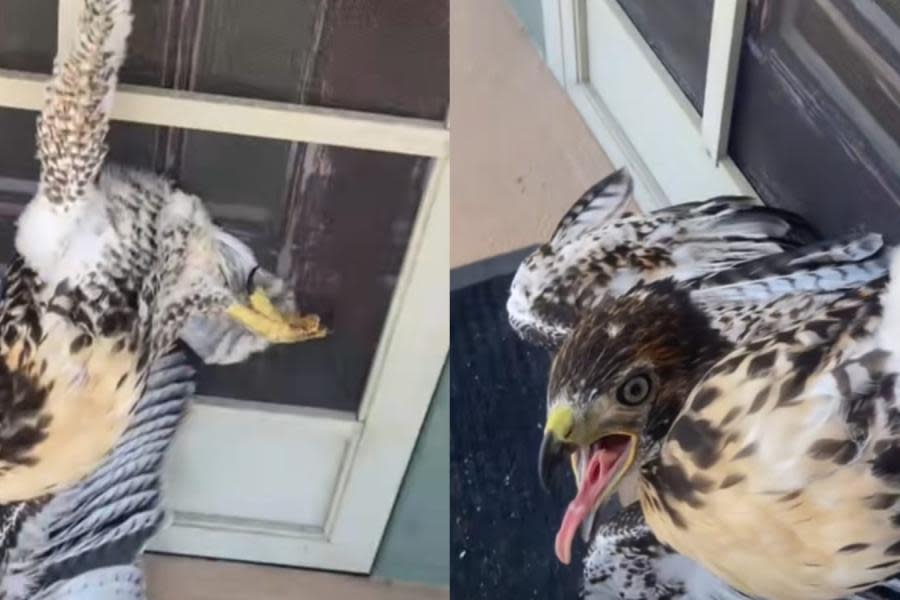Mujer de San Diego rescata halcón atorado en una puerta y se vuelve viral