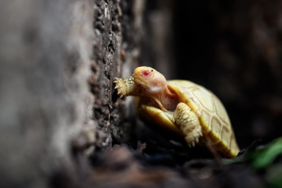 Albinos Galapagos tortoises have never been observed in captivity or in the nature. The Galapagos giant tortoises are strictly protected and are among the most endangered species among CITES-listed animals.