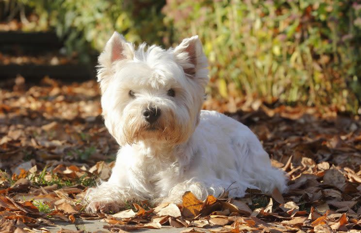 Vinnie is a white terrier, a little like this West Highland pup [Caroline Brinkmann / imageBROKER/REX/Shutterstock]