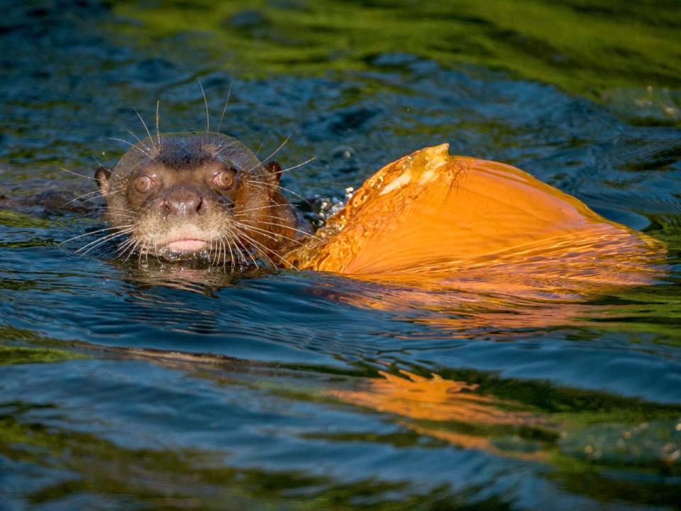 Niedliche Kürbisschlacht: So feiern Tiere Halloween im Zoo