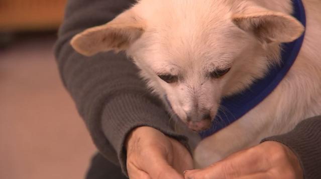 Oldest living dog? Preble County Chihuahua turns 23 today, looks to break  world record – WHIO TV 7 and WHIO Radio