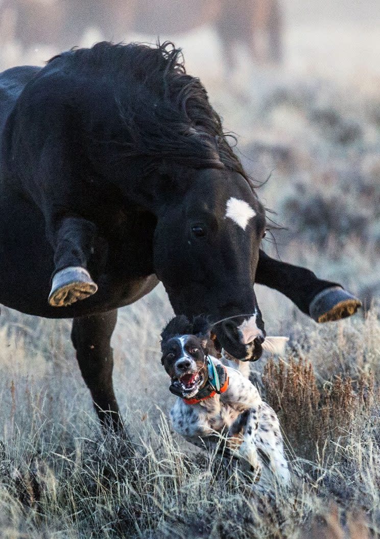 Run for your life - pet dog narrowly escapes death after being attacked by wild stallion