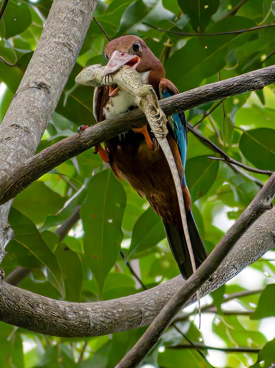 A white-throated kingfisher with its prey, a changeable lizard in Pasir Ris Park, Singapore on 14 Dec 2021. (Photo: Sangmen Wong)
