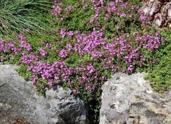 Red Creeping Thyme on rocks