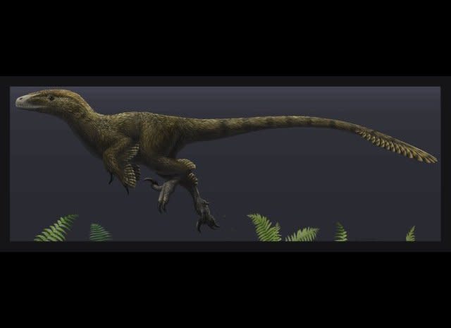 The Utahraptor ostrommaysorum is the largest known member of the Dromaeosauridae family.