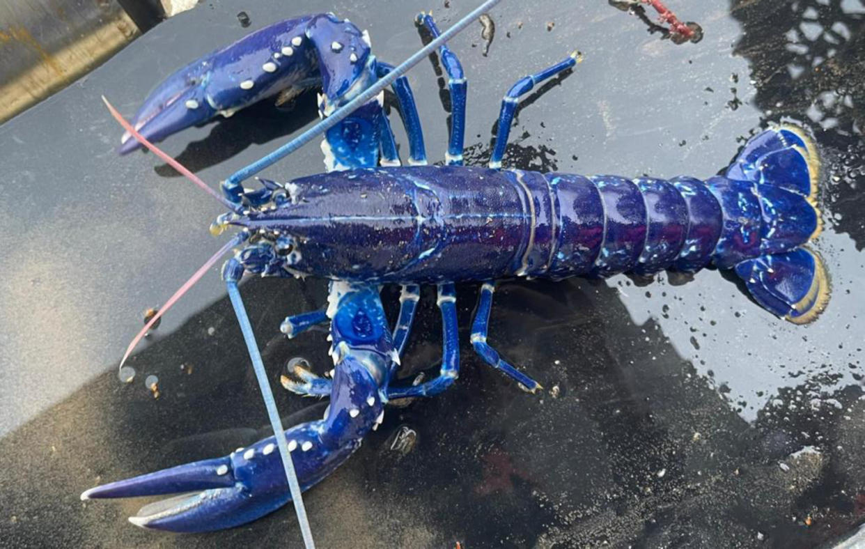 Stuart Brown said he had to release the lobster back into Belfast Lough after taking some photographer (Stuart Brown/PA)