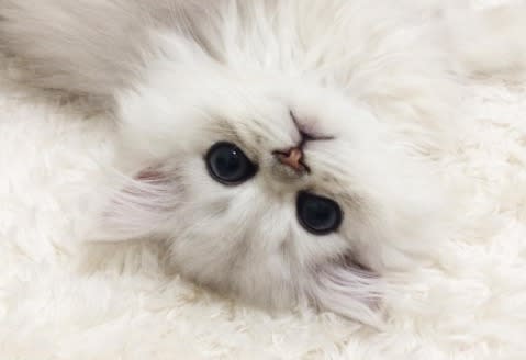 Internet-famous Teacup Persian cats are here to get us through this Thursday