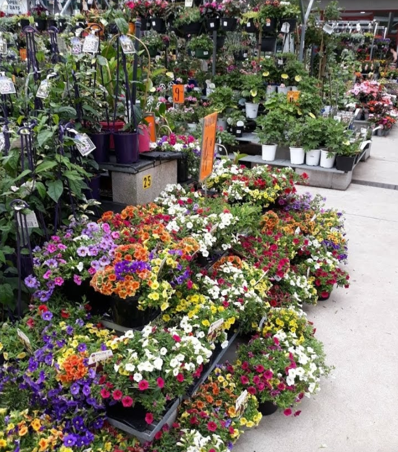 Flowers pictured inside a Bunnings. Source: Google Maps/jenny kim