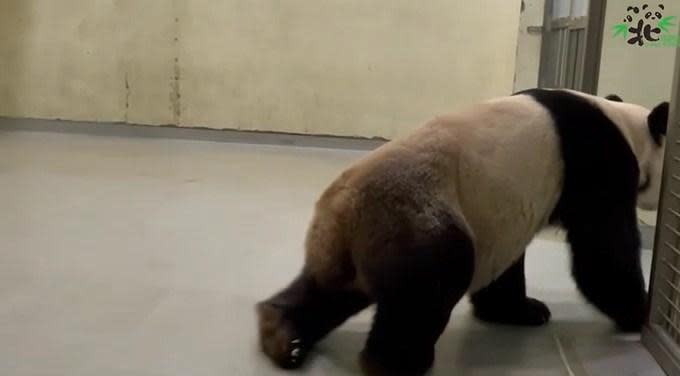 團團移動相當吃力。（翻自台北動物園IG）