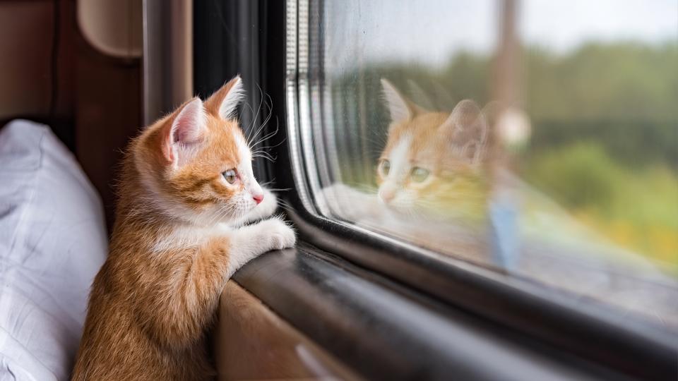 Kitten on train