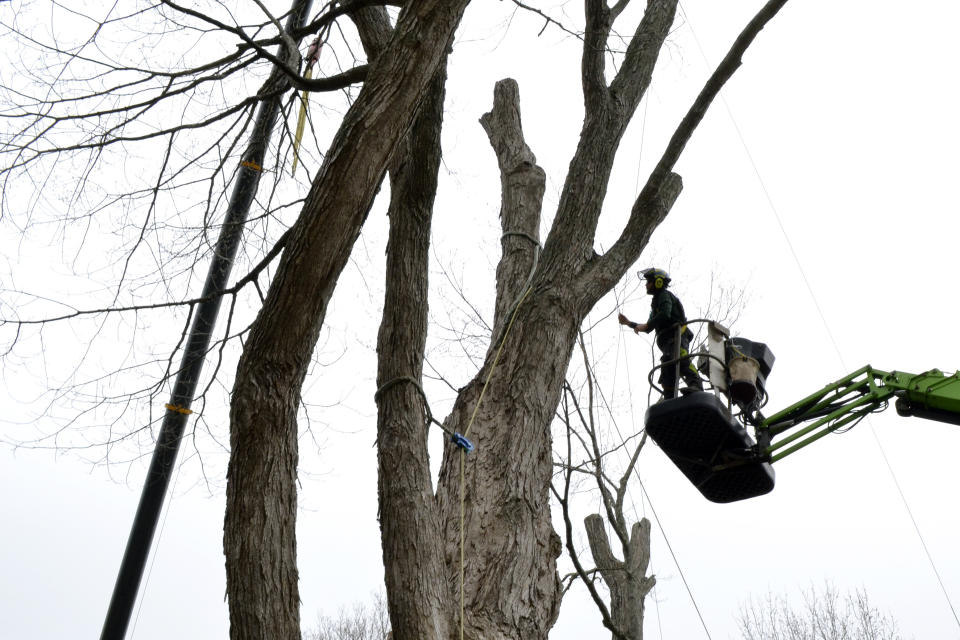 Micum Davis stands on a boom lift while working to cut down a sugar maple tree, in Kensington, N.H., Monday, April 5, 2021. The 100-foot-tall tree, believed planted in the late 1700s, was cut down for safety reasons. (AP Photo/Michael Casey)