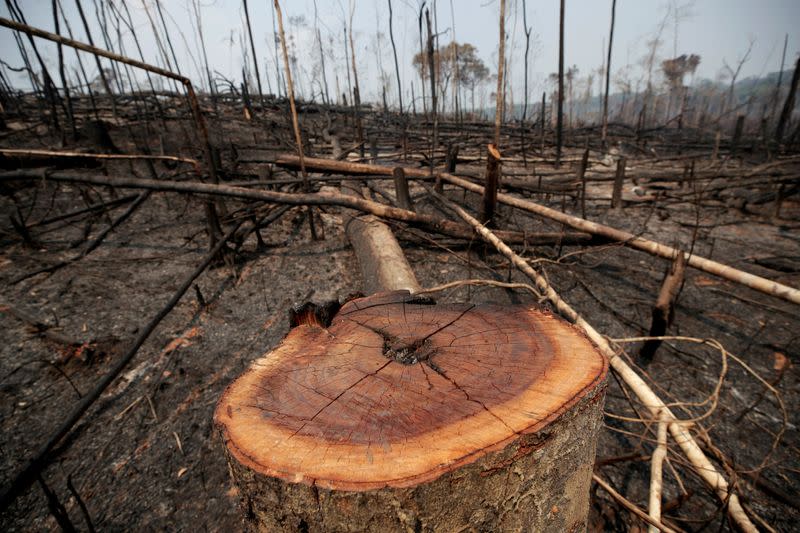 FILE PHOTO: Charred trunks are seen on a tract of Amazon jungle that was recently burned by loggers and farmers in Porto Velho