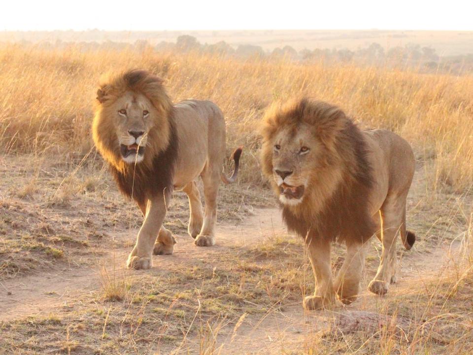 What it’s like to walk through Kenya’s Maasai Mara with lions for company