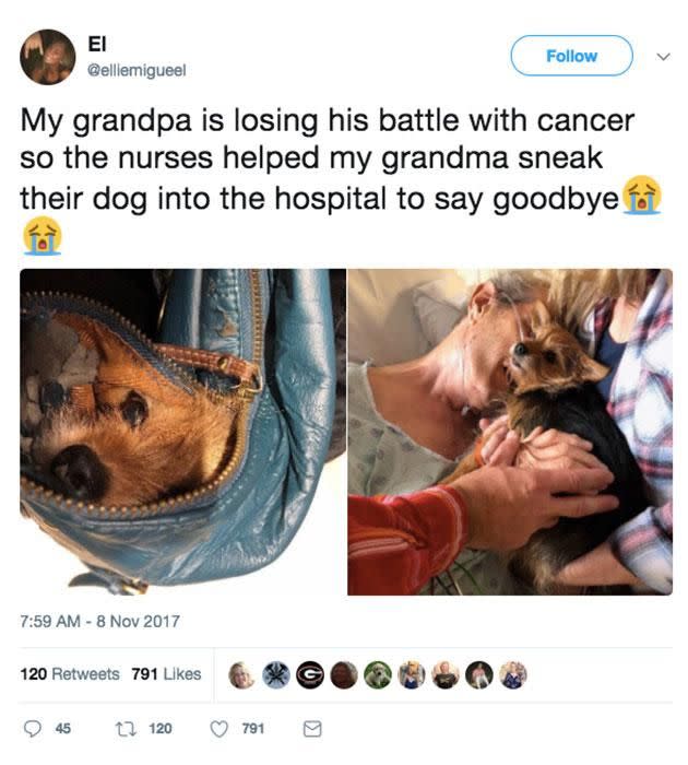Ellie's family got the nurses to help sneak her grandfather's puppy in before he died. Source: Twitter