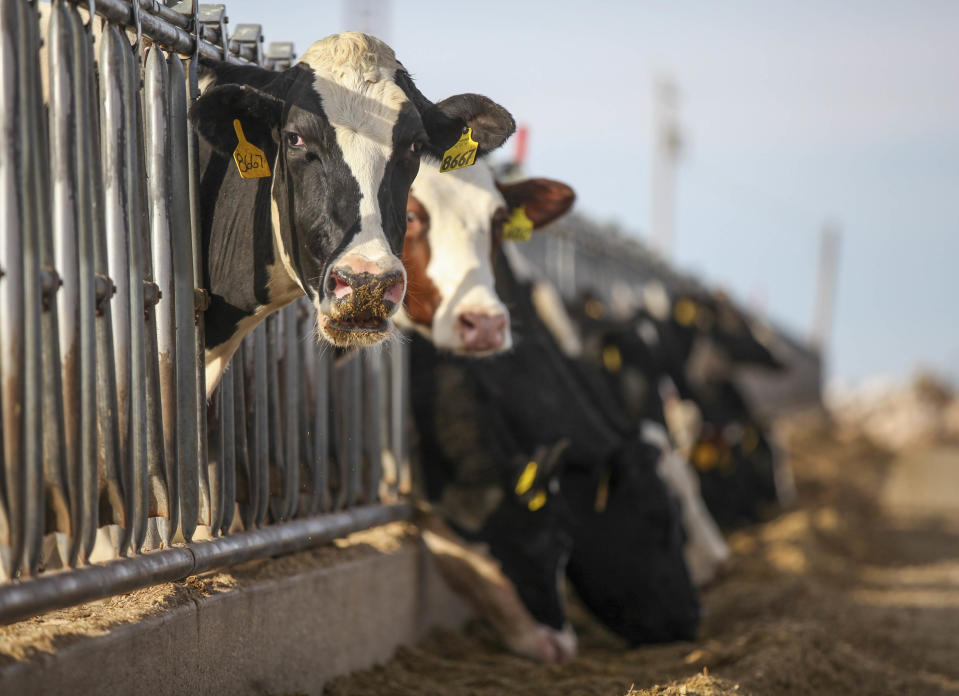 Vacas lecheras Holstein consumen una mezcla de granos en una granja de lácteos en las afueras de Muleshoe, Texas, el 4 de enero de 2016. (Allison Terry/The New York Times)
