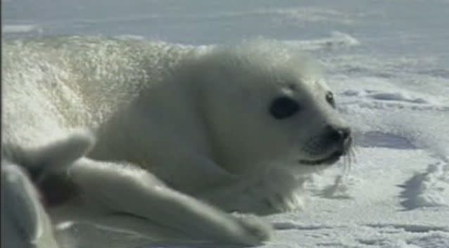 A Sydney tycoon has defended killing thousands of seals to make his millions from his fur coat fashion range. Photo: 7News