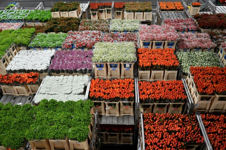 The world's biggest flower market in the Netherlands handles more than 22,000 flower varieties