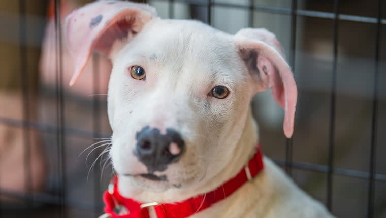 Rescue Pit Bull Gets Second Chance as Therapy Dog