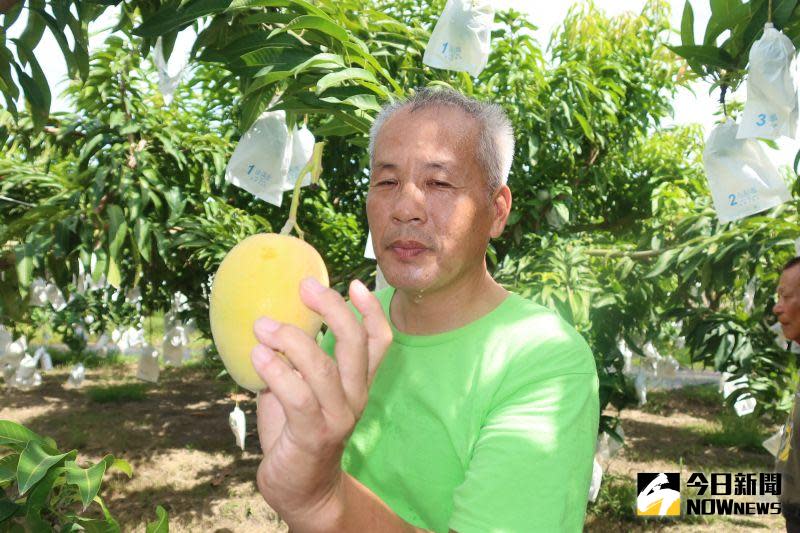 ▲舊館村農民蔡鳴忠以草生無毒栽培，在金蜜芒果評鑑大賽脫穎而出，更是常勝軍。（圖／記者陳雅芳攝，2020.07.10）