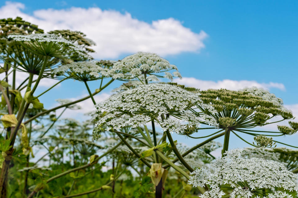 Hogweed is a poisonous plant, burns from which bring great difficulties.  / Credit: Getty Images/iStockphoto