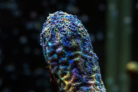 Light illuminates an aquarium full of Pillar coral (Dendrogyra cylindricus) just a few days before the animals would successfully spawn in an aquarium for the first time at a Florida Aquarium facility in Apollo Beach, Florida