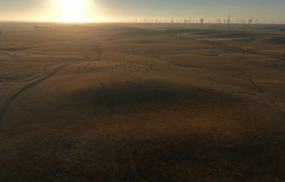 Environmental advocates argue that the land for California Forever’s proposed city plays a vital role in sustainable agriculture, wildlife habitat, and regional water supplies (Getty)