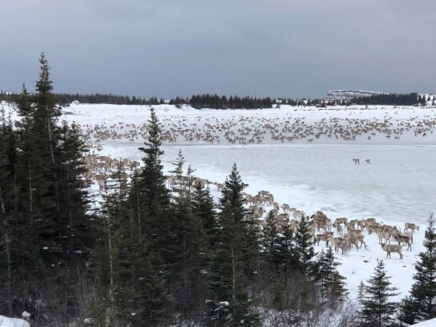 A troupe of caribou on December 4, 2018, along the Hudson Bay coast, near Whapmagoostui/Kuujjuarapik, Que. The Cree in northern Quebec are concerned over a recent hunt by an Innu hunting party in the far eastern reaches of Cree territory. (Matthew Mukash - image credit)