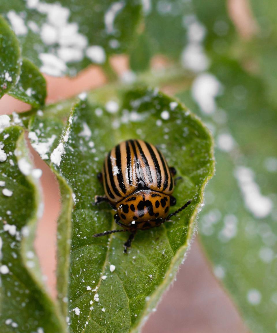 diatomaceous earth on leaf with beetle