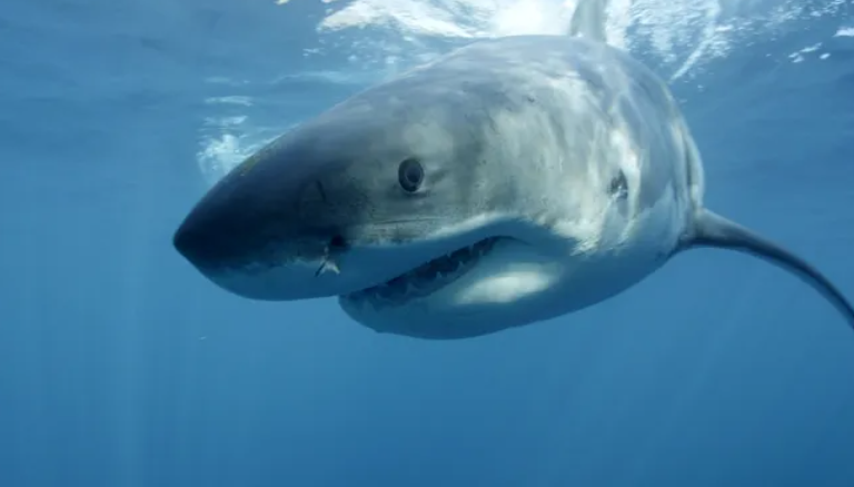 The population of great white sharks continues to grow in the waters off the South Shore and Cape.